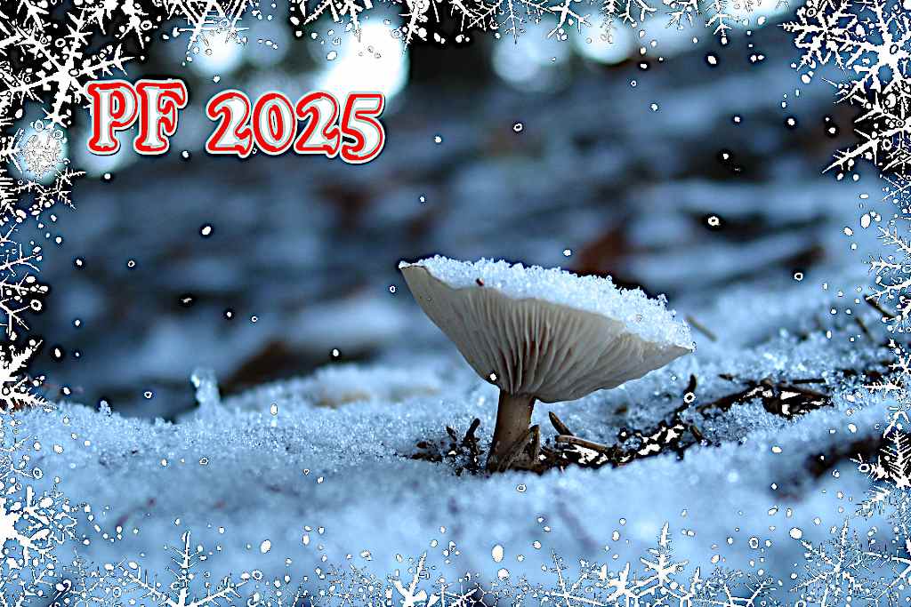 PF2025